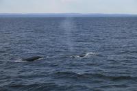 Walbeobachtung im St.-Lorenz-Strom