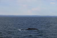 Walbeobachtung im St.-Lorenz-Strom