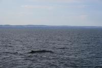 Walbeobachtung im St.-Lorenz-Strom