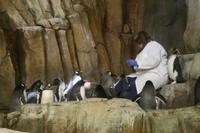 Pinguinfütterung im Biodome Montreal