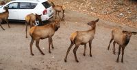 105 Omega Wildpark