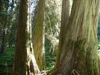 Westliche Rote Zedern