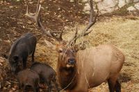 106  Wapiti Hirsch