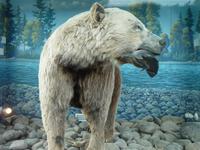 Der verewigte Grizzli in Houston BC