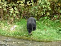Baer schaut sich laichende Fische an