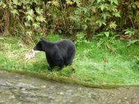 Baer will keine laichende Fische