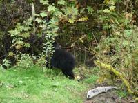 da muss er in den Beerenbusch. 