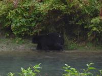 ja wo waren denn die feinen Beeren