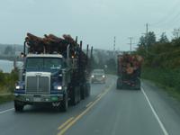 Holz, immer nur Holz