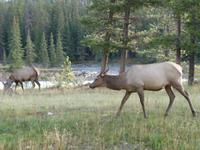 Wapiti in Jasper
