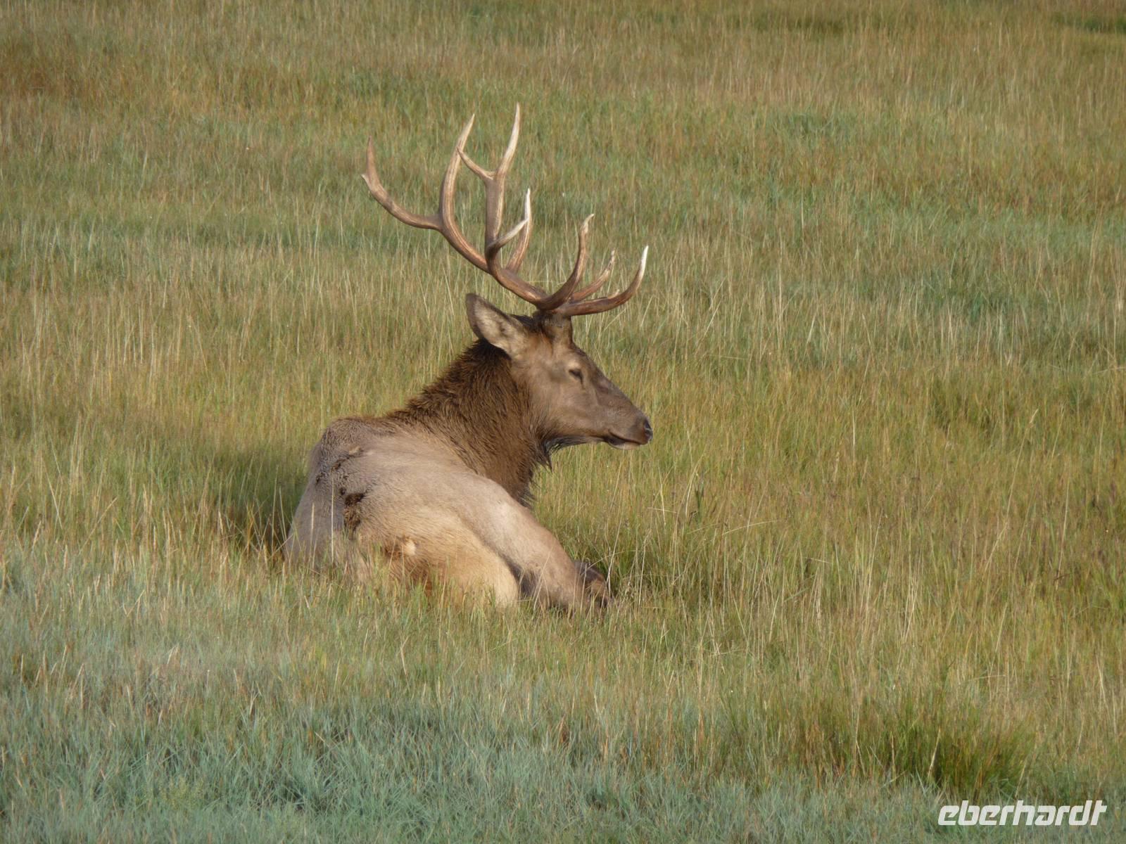 hier ist unser Wapitihirsch