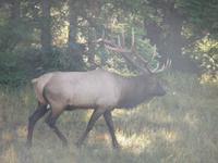 wo seind meine Maedel ?