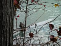 dieser Vogel kann tauchen !