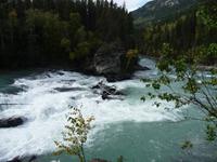 Letzte Huerde der laichenden Lachse