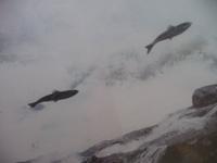 es springen die Lachse