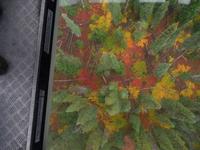 von der Peak to Peak Gondel aus 