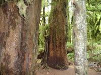 Cathedral Grove