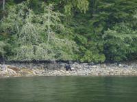 er sucht kleine Krebse unter den Steinen