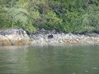 letztes Bild des Baeren