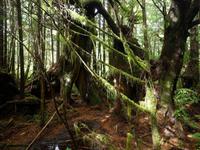 schoener Ur-Regenwald