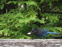 wer hat von mein Broetchen genascht ? 