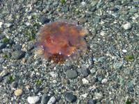 eine Qualle in Quatski Cove