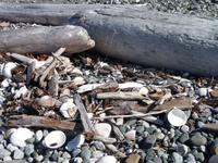 Strandgut auf Quadra