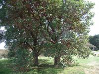 2 grosse Arbutus Baeume