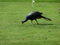 er spielt auch Crocket