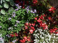 alles blueht in Victoria