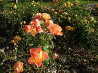 Rosen ende September