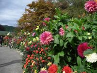 Blumen soweit das Auge reicht