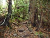 noch eine letzte Wanderung im Urwald Vancouvers 