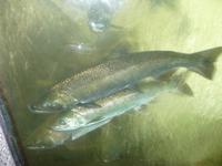 Lachse in einer Fischleiter