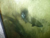 Lachse in einer Fischleiter