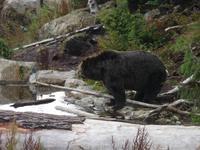 Coola lebt auf Grouse Mt.