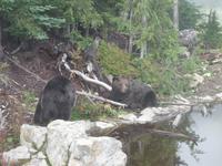 Coola und Grinder sind Waisengrizzly 