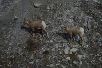 Rocky Mountain Big Horn Sheep