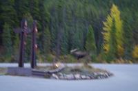 Der fliehende Elch :-)