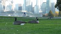 Vancouver - Kanadagänse im Stanleypark
