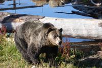 Grouse Mountain - Gehege mit Grizzlybären