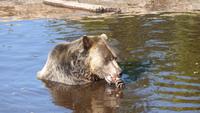 Grouse Mountain - Gehege mit Grizzlybären