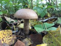 330 Wandern am Lac Taureau