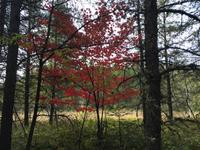 331 Wandern am Lac Taureau