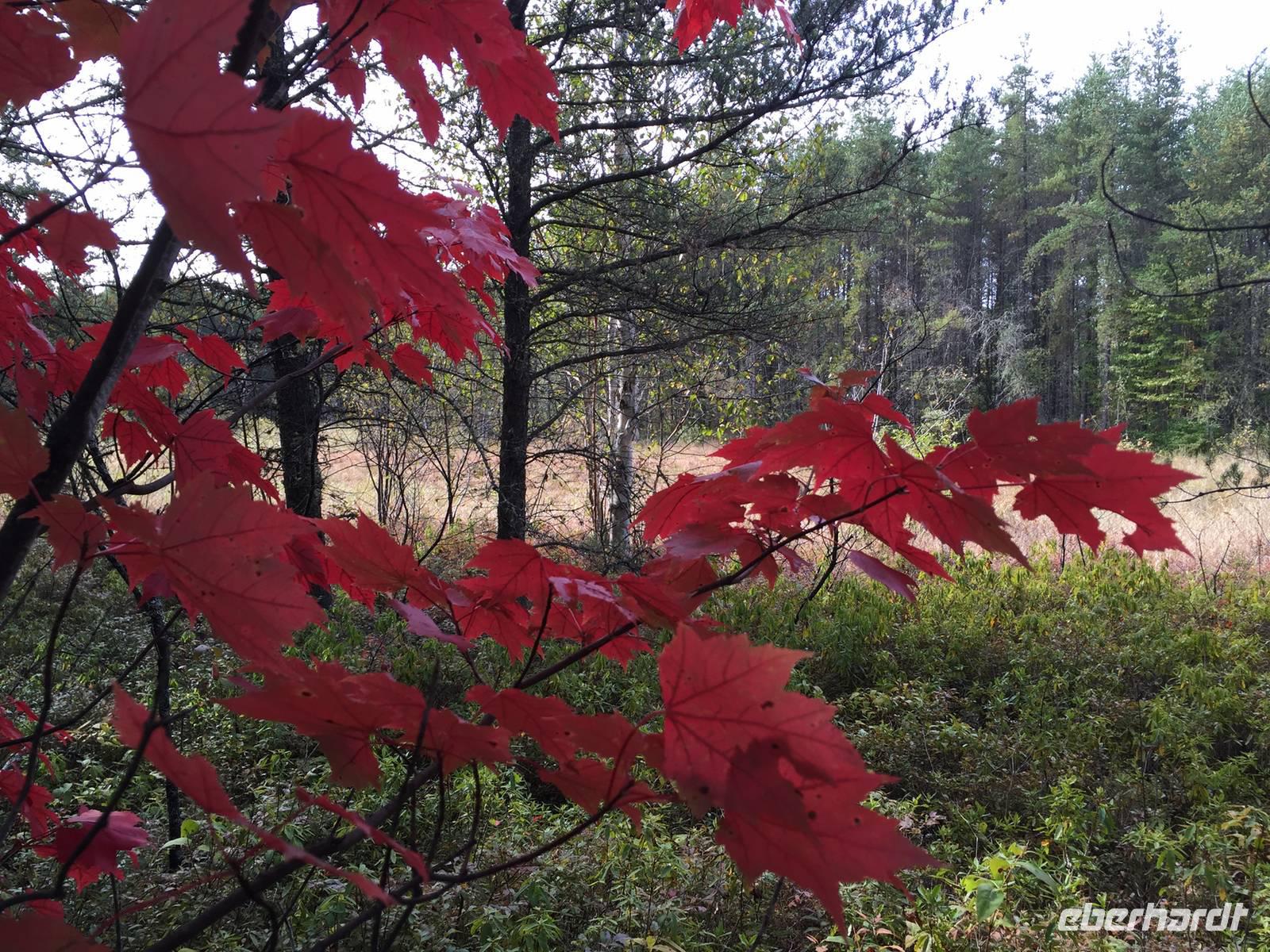 332 Wandern am Lac Taureau