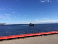 420 Walbeobachtung im St. Lorenz Strom