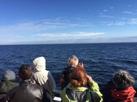 423 Walbeobachtung im St. Lorenz Strom