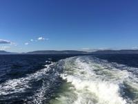 424 Walbeobachtung im St. Lorenz Strom