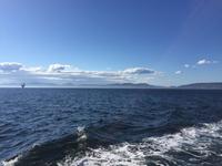 425 Walbeobachtung im St. Lorenz Strom