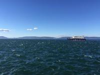 426 Walbeobachtung im St. Lorenz Strom